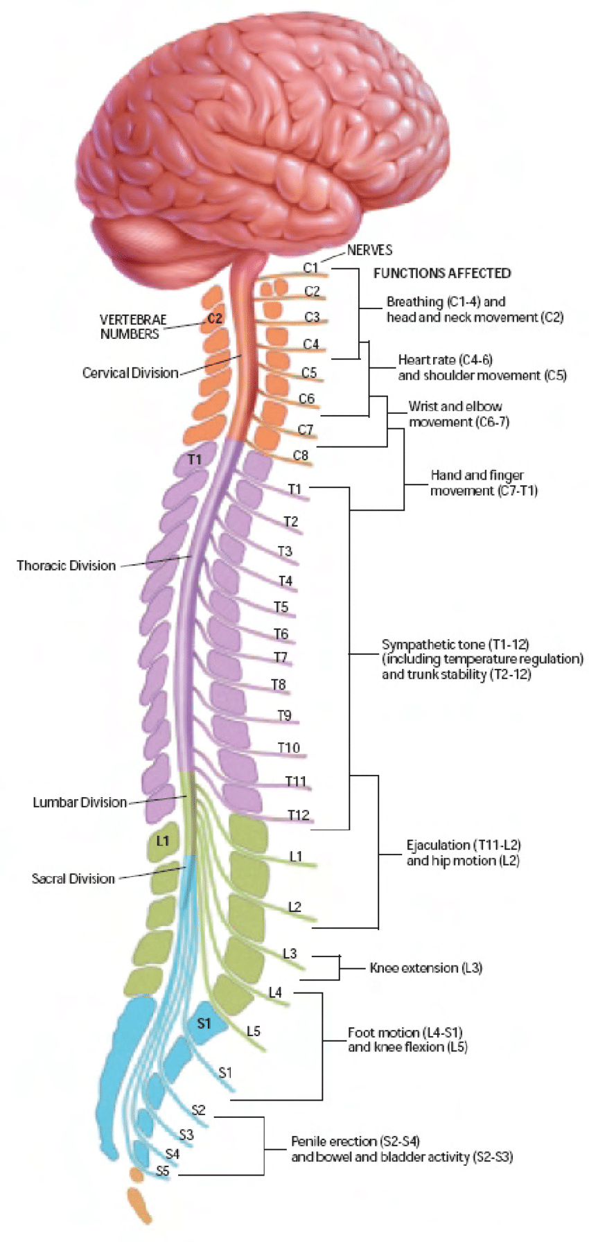 Spinal Cord Diagram The Four Divisions Of The Spinal Cord Cervical Thoracic Lumbar