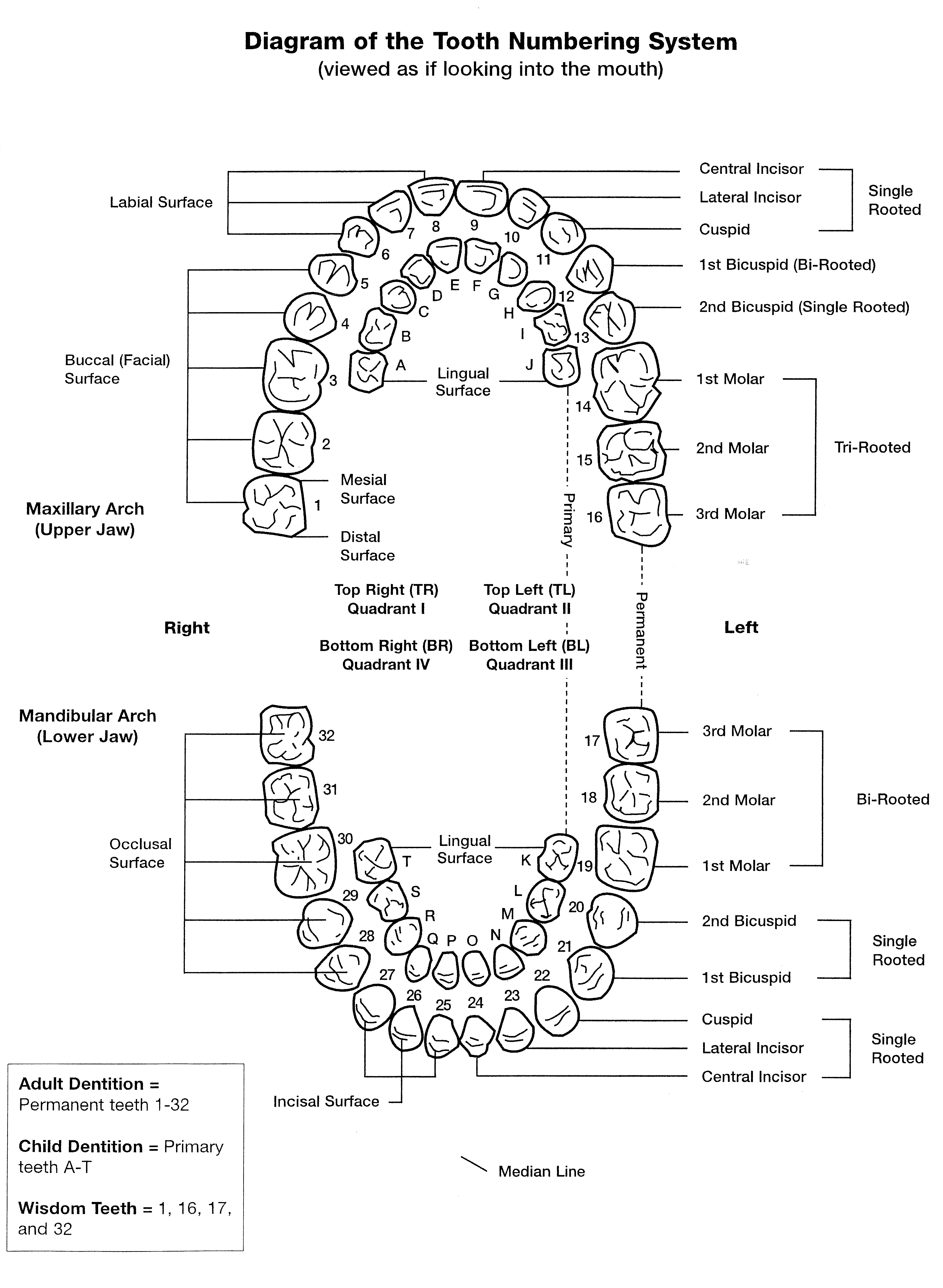 Teeth Diagram Numbers Tooth Numbers And Illustrations