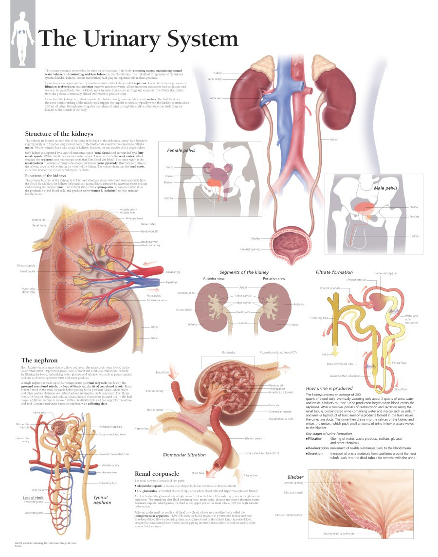 Urinary System Diagram The Urinary System Chart