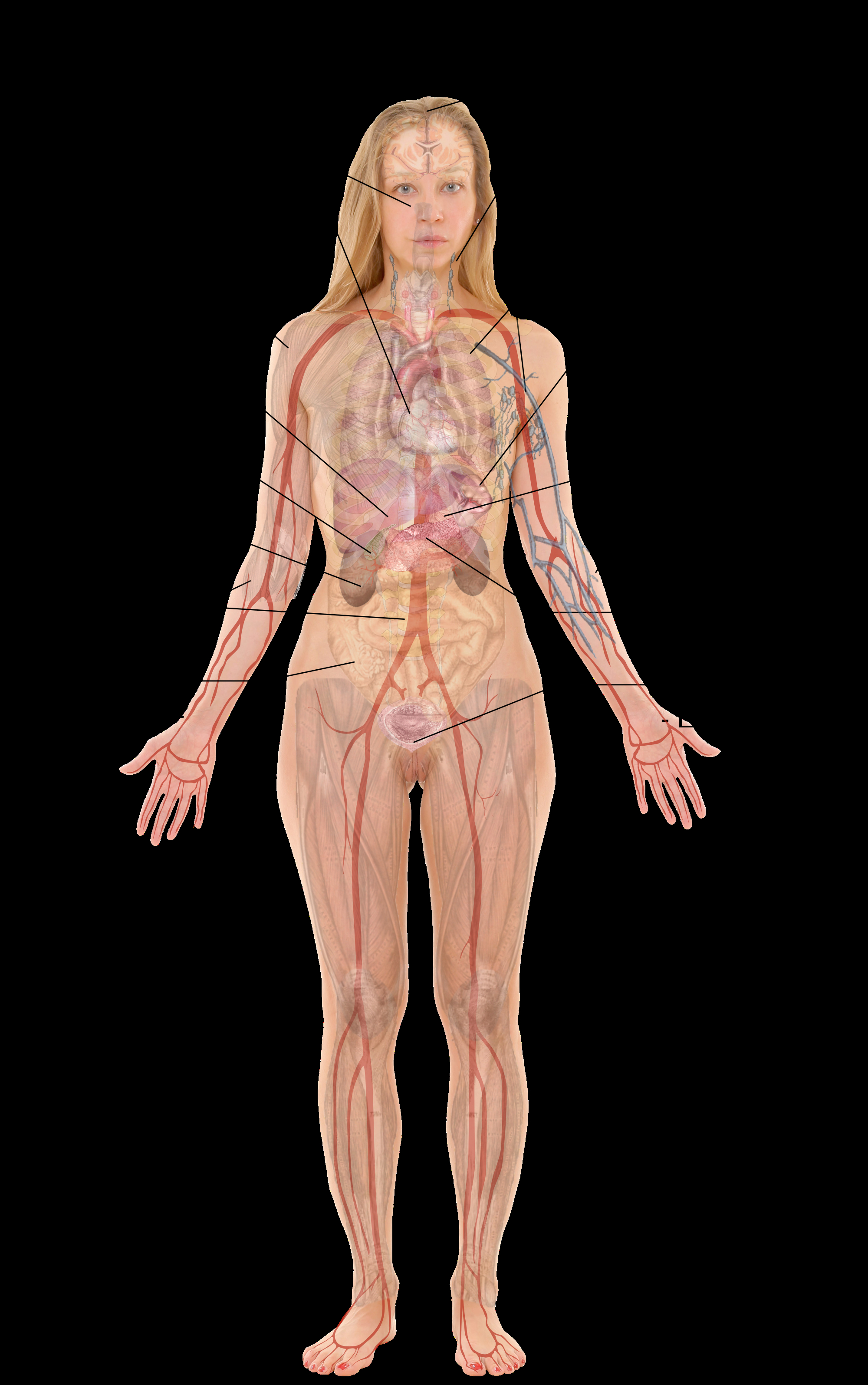 Woman Body Diagram Woman Of Upper Torso Diagram Wiring Diagram Review
