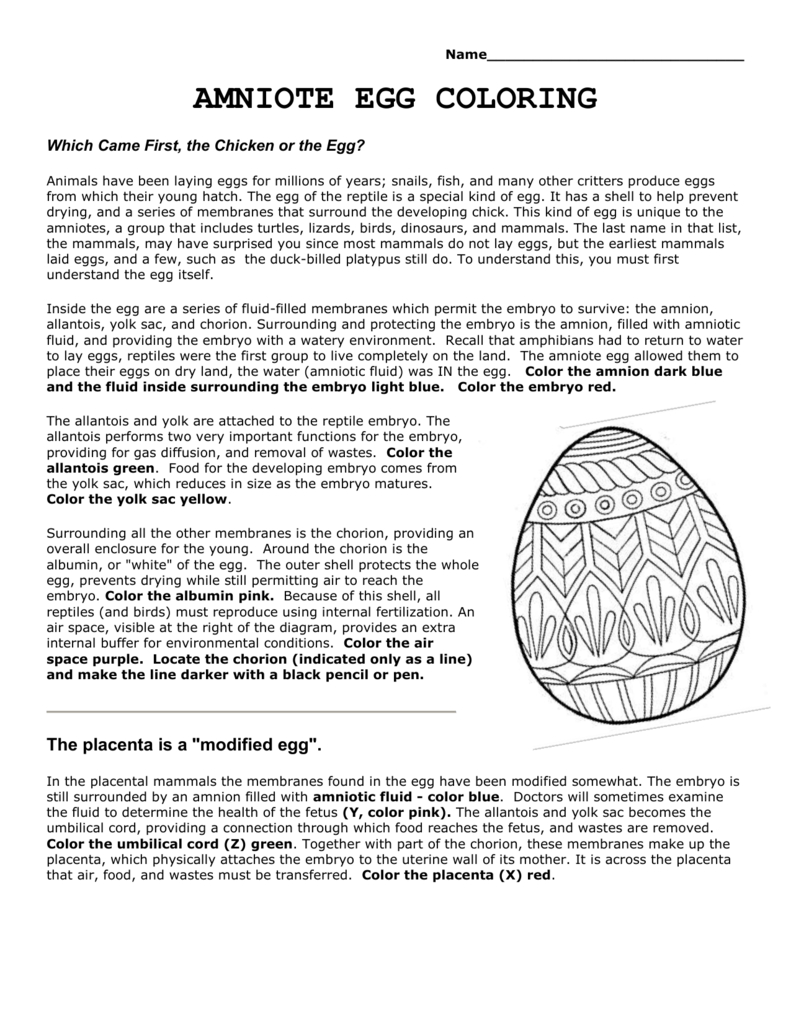 Amniotic Egg Diagram Amniote Egg Coloring
