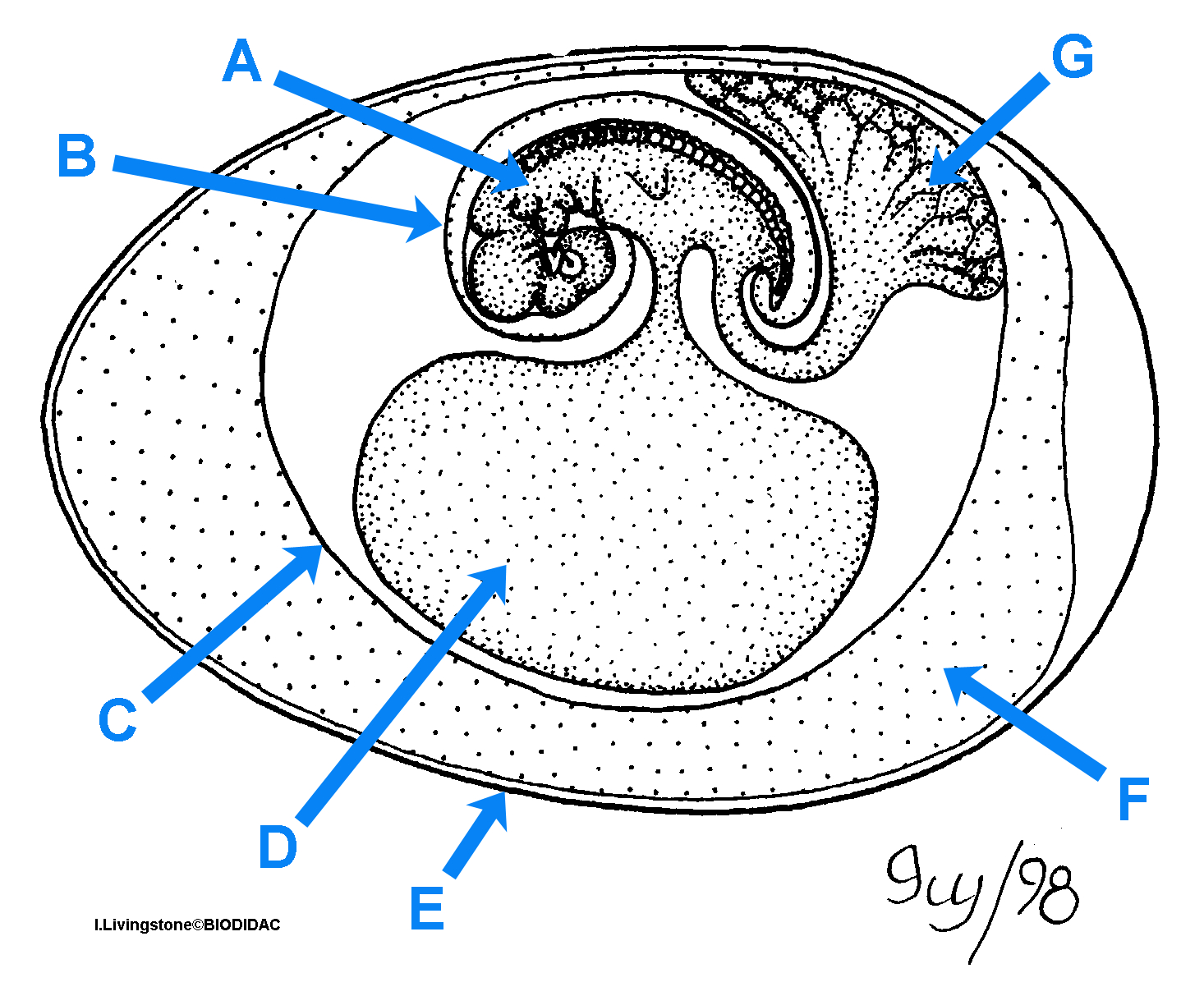 Amniotic Egg Diagram Amniotic Egg Diagram Related Keywords Suggestions Amniotic Egg