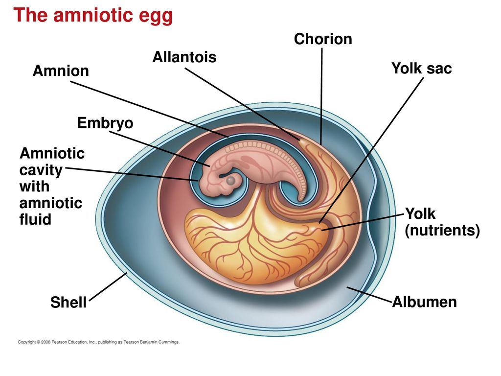 Amniotic Egg Diagram Chapter 34 Vertebrates Ppt Download