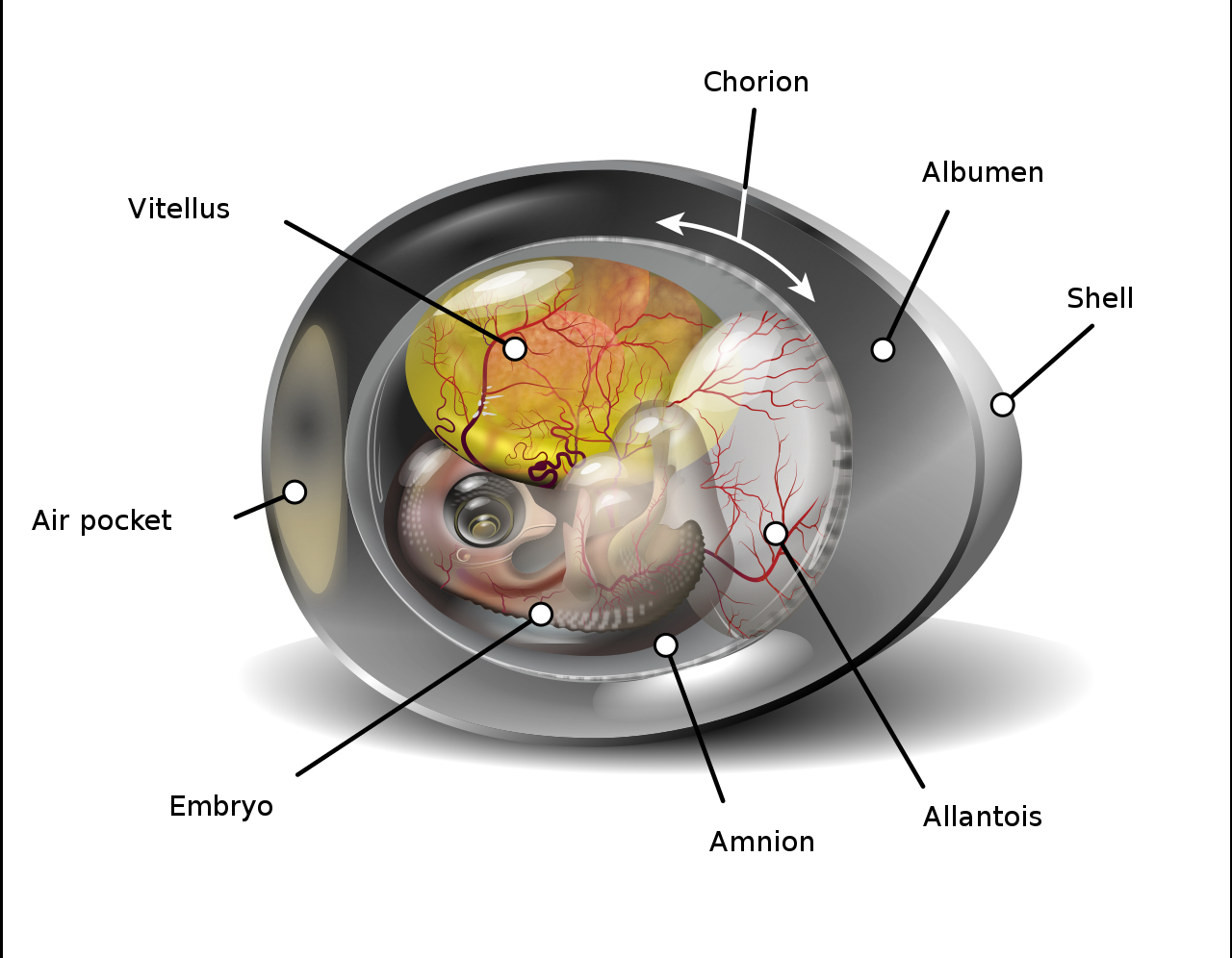 Amniotic Egg Diagram Chorion Wikipedia