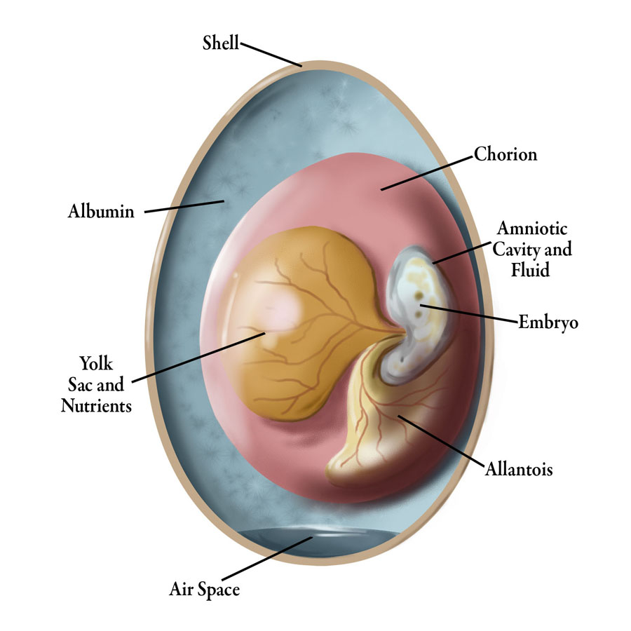 Amniotic Egg Diagram Cleidoic Egg For The Teaching Company Karen Carr And Karen Carr