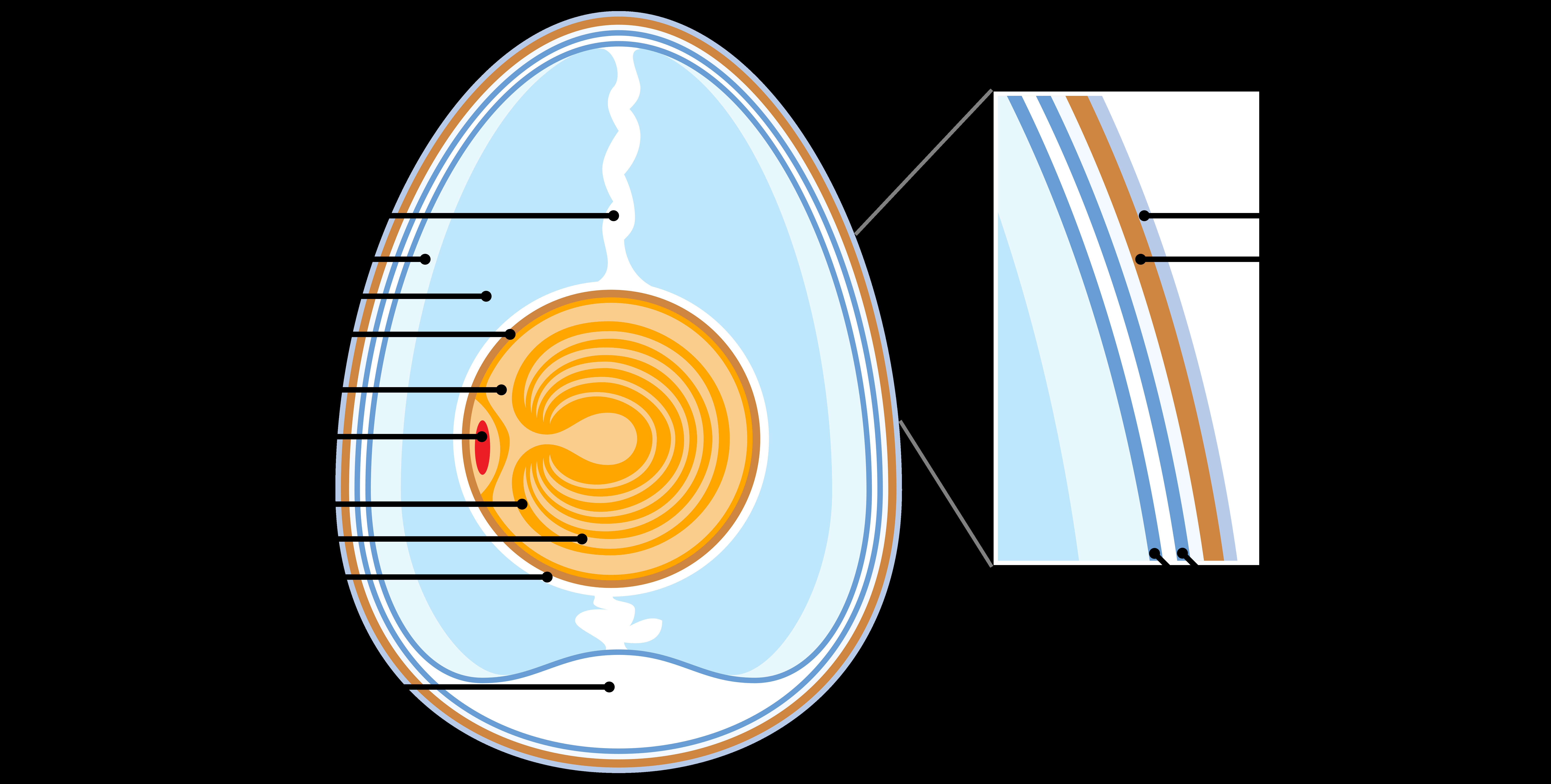 Amniotic Egg Diagram Fileanatomy Of An Amiotic Egg Labeledsvg Wikimedia Commons