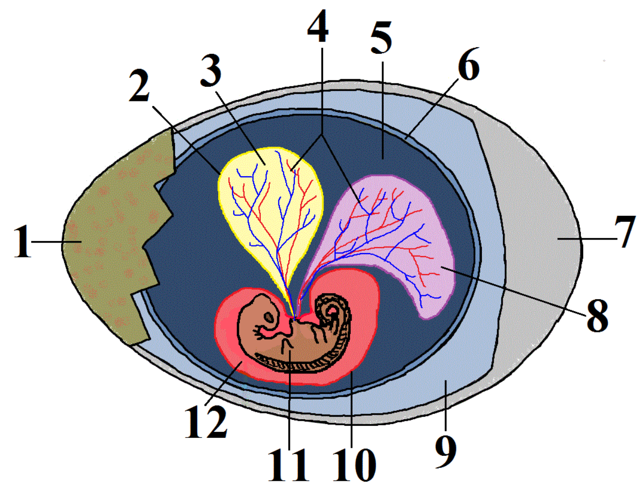 Amniotic Egg Diagram Filecrocodile Egg Diagramsvg Wikimedia Commons