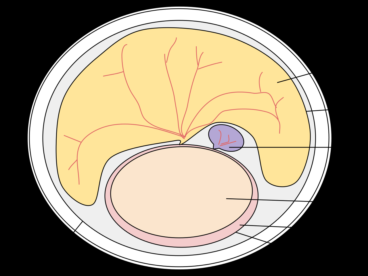 Amniotic Egg Diagram Filemonotreme Egg Diagramsvg Wikimedia Commons