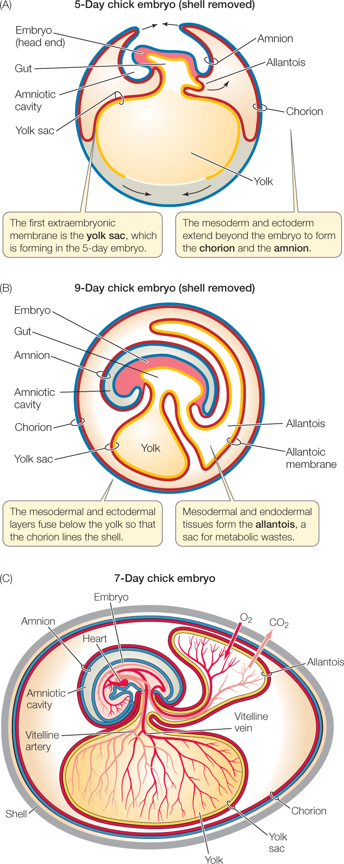 Amniotic Egg Diagram Hillis2ech38