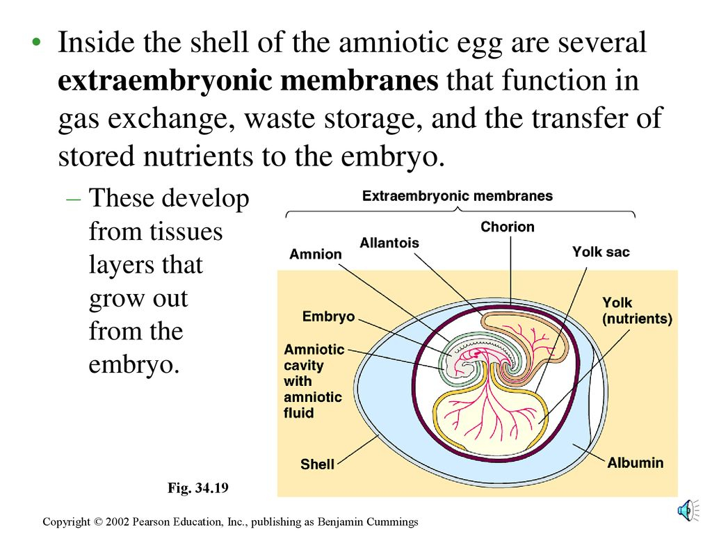Amniotic Egg Diagram Inside The Shell Of The Amniotic Egg Are Several Extraembryonic