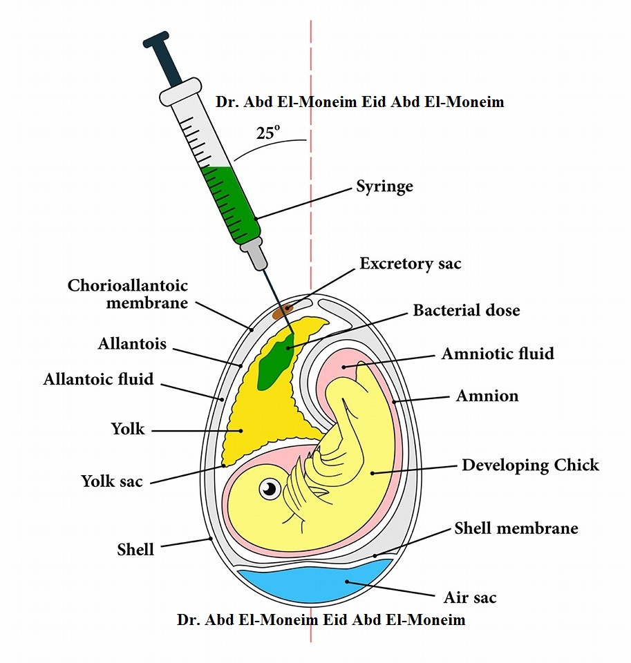 Amniotic Egg Diagram Is There Any Manual Method For In Ovo Injection In Yolk Sac Or