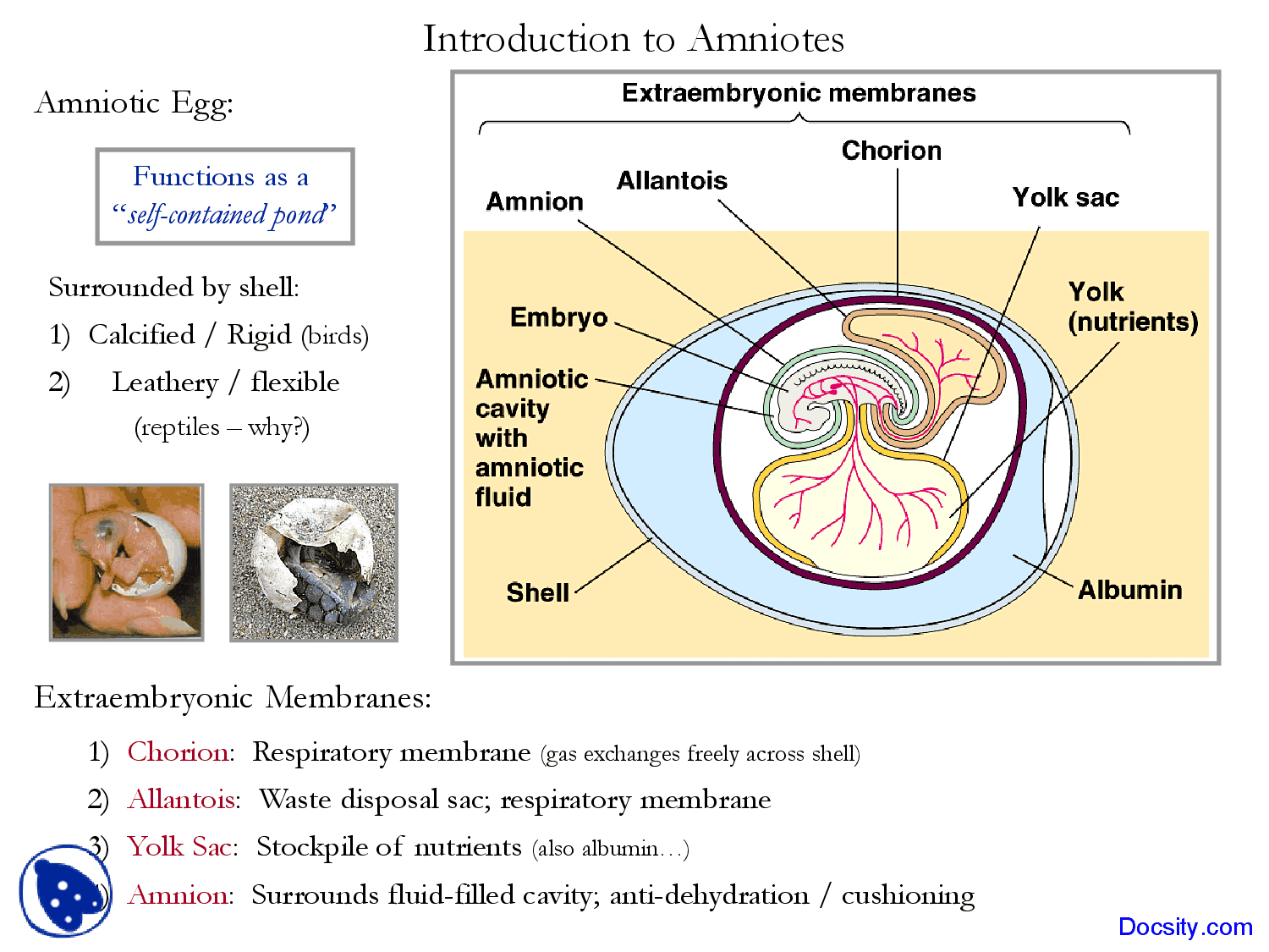 Amniotic Egg Diagram Origin And Radiation Of Tetrapods Vertebrate Natural History