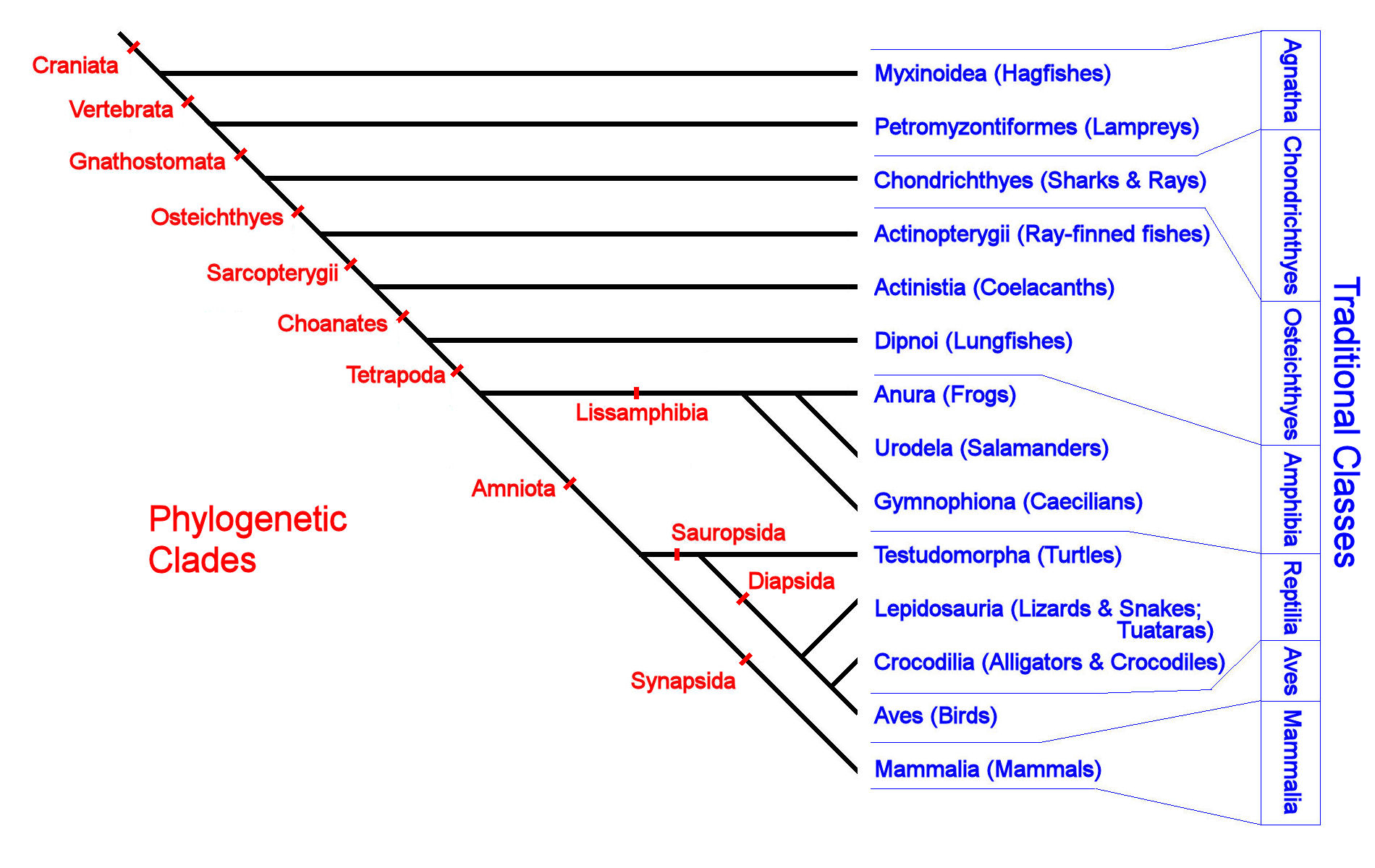 Amniotic Egg Diagram Phylogenetic Taxonomy Of The Vertebrates