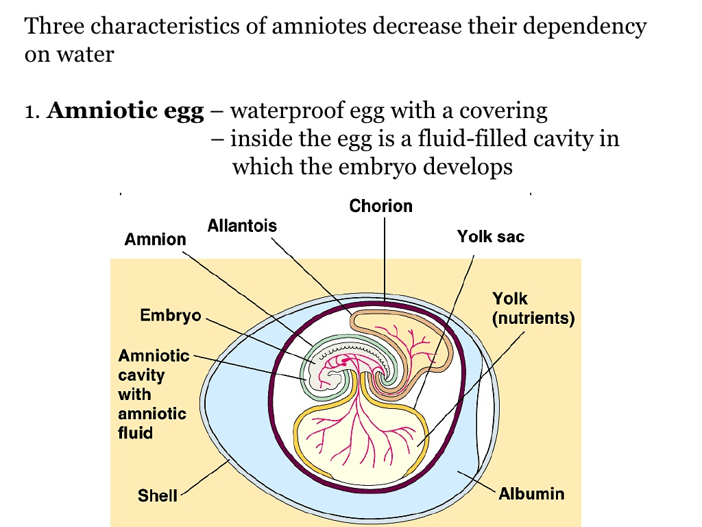 Amniotic Egg Diagram Phylum Chordata Class Reptilia Aves And Mammalia