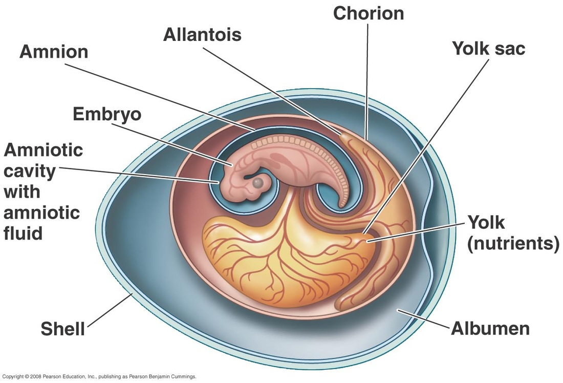 Amniotic Egg Diagram Reproductive Systemreproduction Understanding Vertebrates