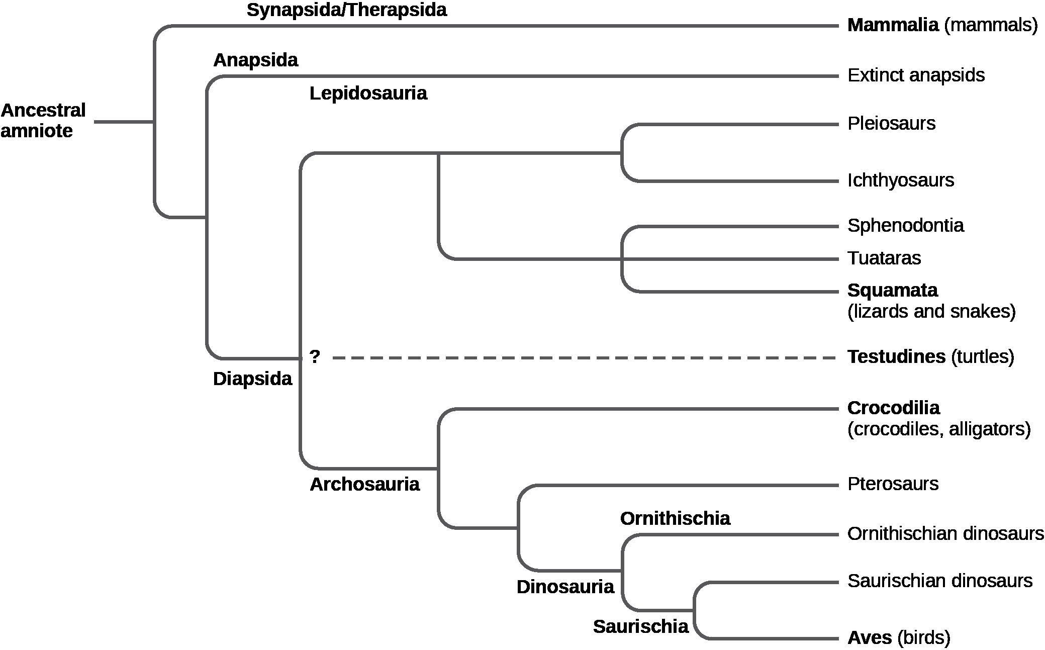 Amniotic Egg Diagram Reptiles Biology 2e