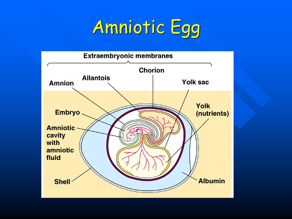 Amniotic Egg Diagram Reptiles Ppt Download