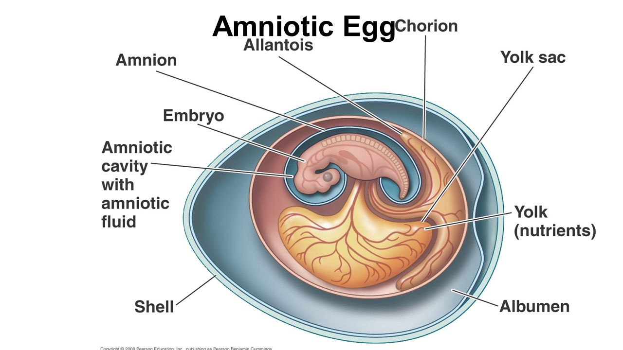 Amniotic Egg Diagram Today And Tomorrow Today Finishing Objectives Except 11 Ppt