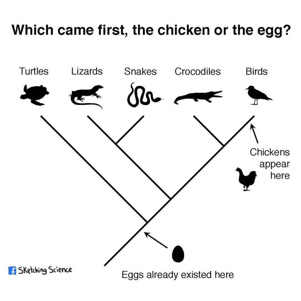 Amniotic Egg Diagram Which Came First The Chicken Or The Egg Curious