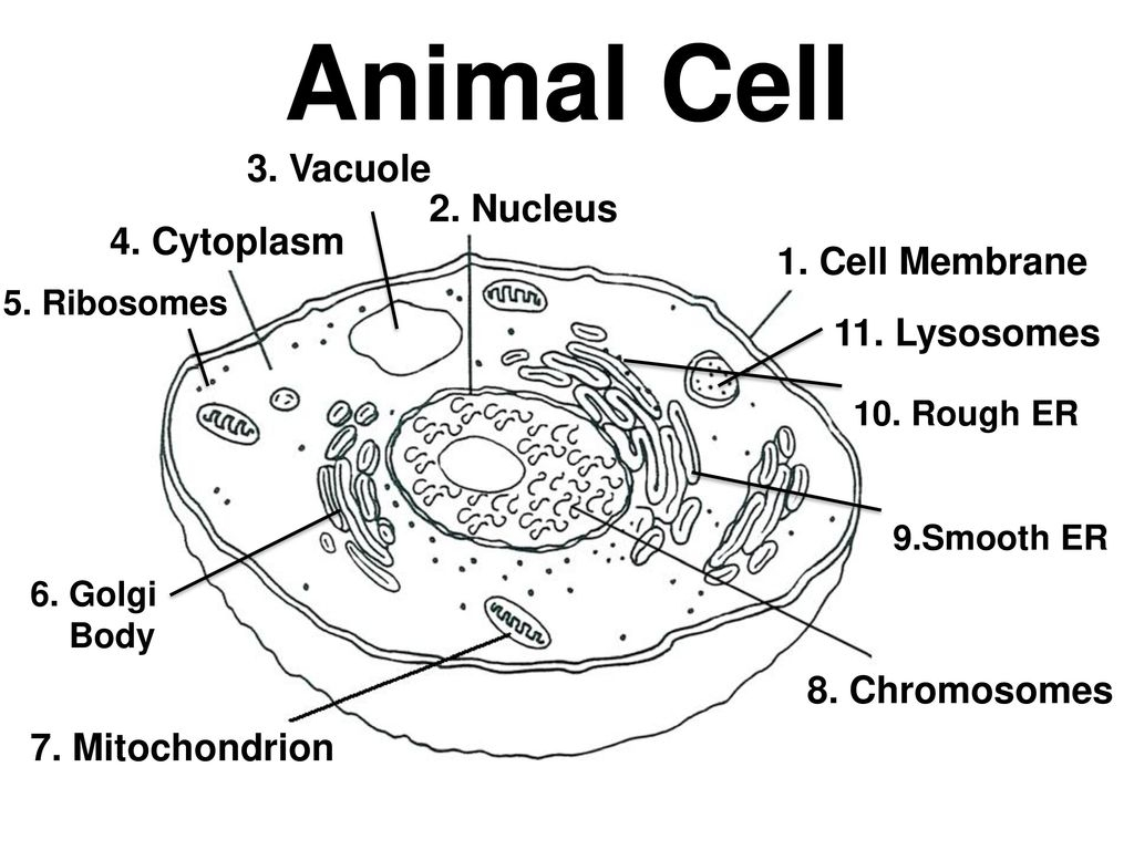 Animal Cell Diagram Cells Structure And Function Ppt Video Online Download