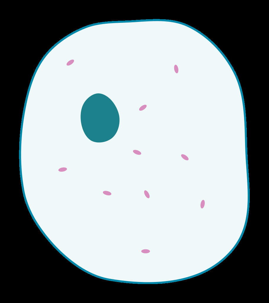 Animal Cell Diagram Filesimple Diagram Of Animal Cell Blanksvg Wikimedia Commons