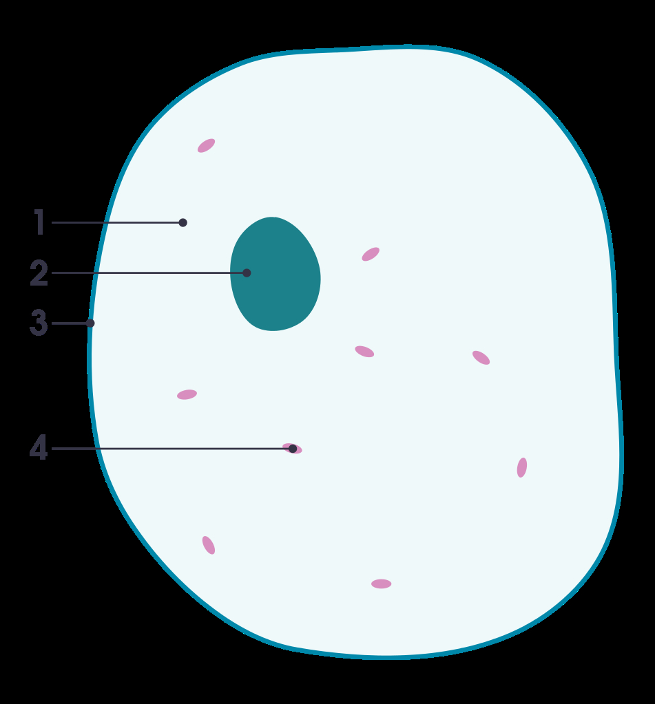 Animal Cell Diagram Filesimple Diagram Of Animal Cell Numberssvg Wikimedia Commons