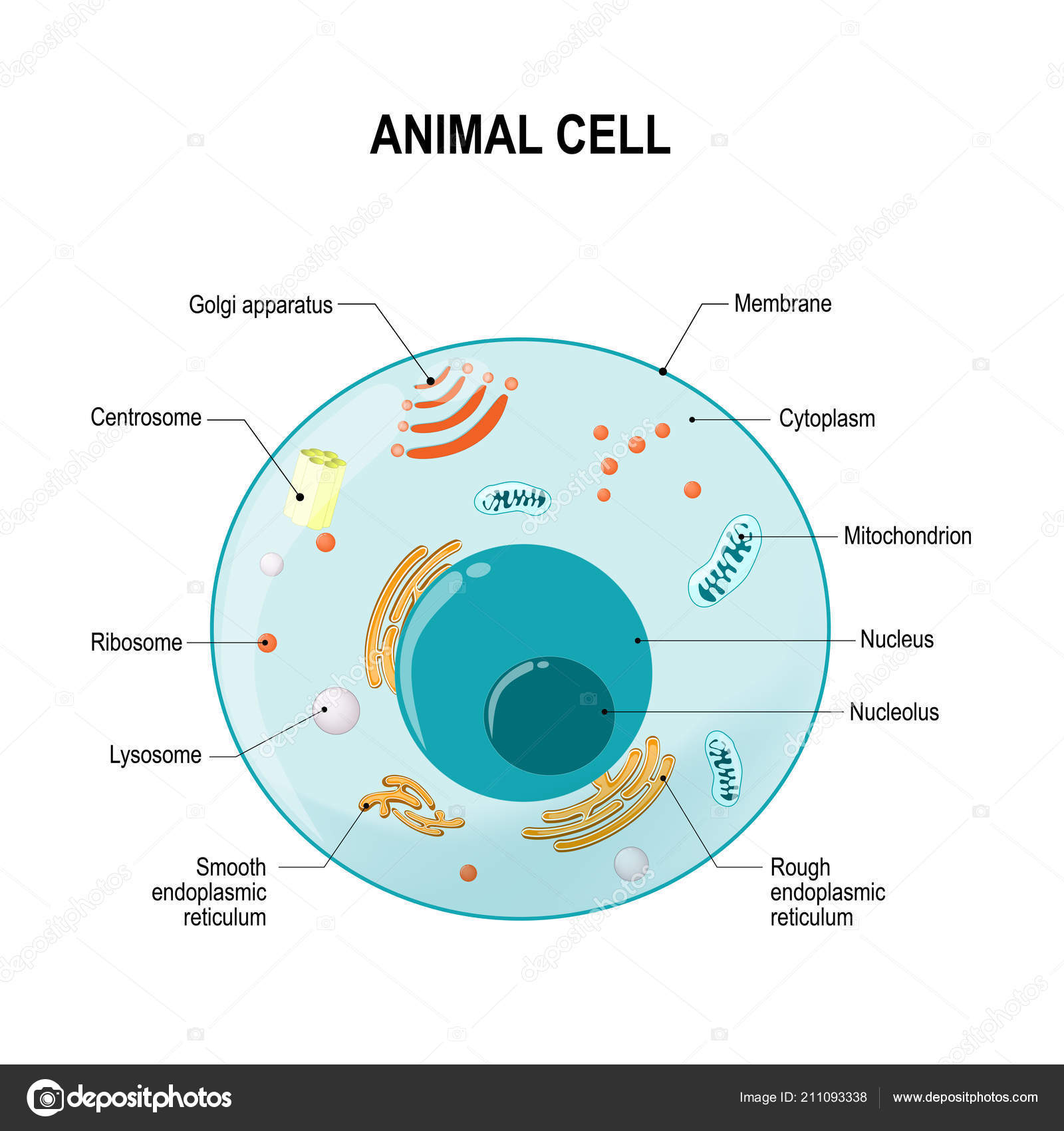 Animal Cell Diagram Human Animal Cell Cross Section Structure Eukaryotic Cell Vector