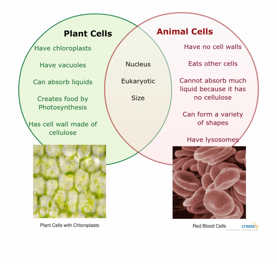 Animal Cell Diagram Image Result For Plant And Animal Cell Venn Diagram Venn Diagram