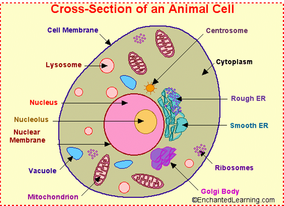 Animal Cell Diagram Label Animal Cell Diagram Free Image
