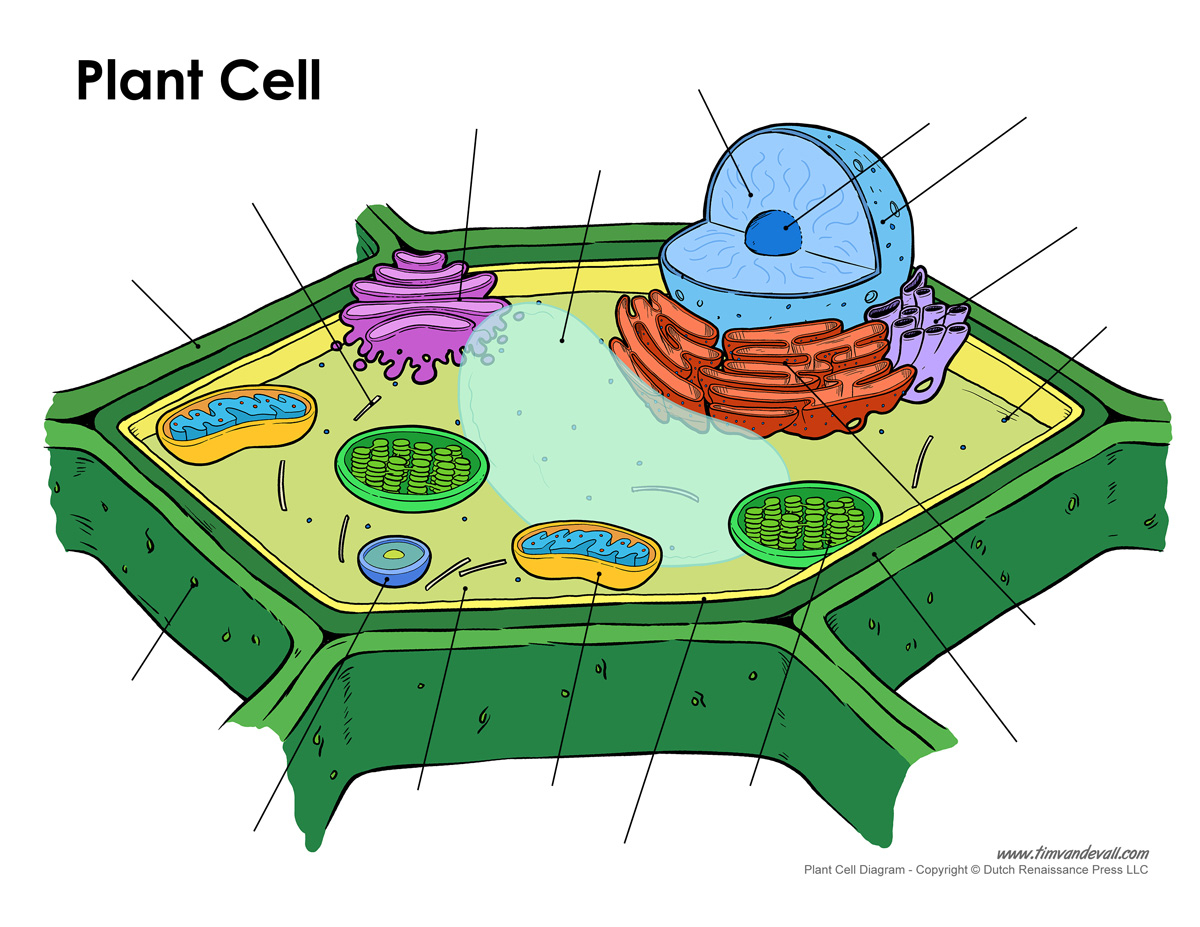 Animal Cell Diagram Plant Cell Diagram Not Labeled Wiring Diagram Review