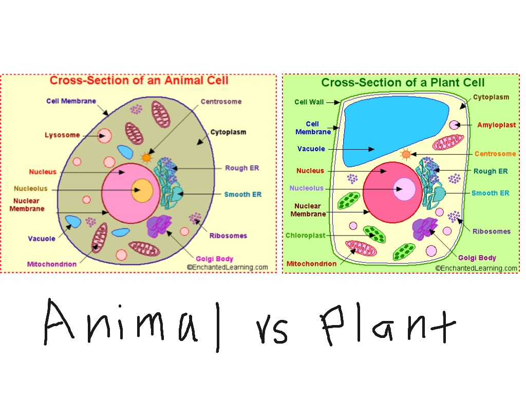 Animal Cell Diagram Plant Cell Vs Animal Cell Showme
