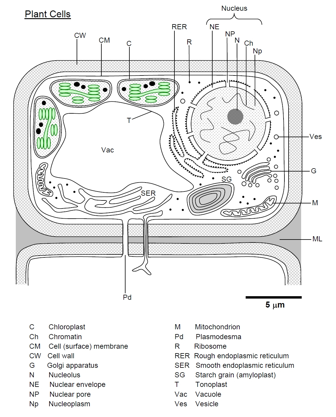 Animal Cell Diagram Plantbodiescells