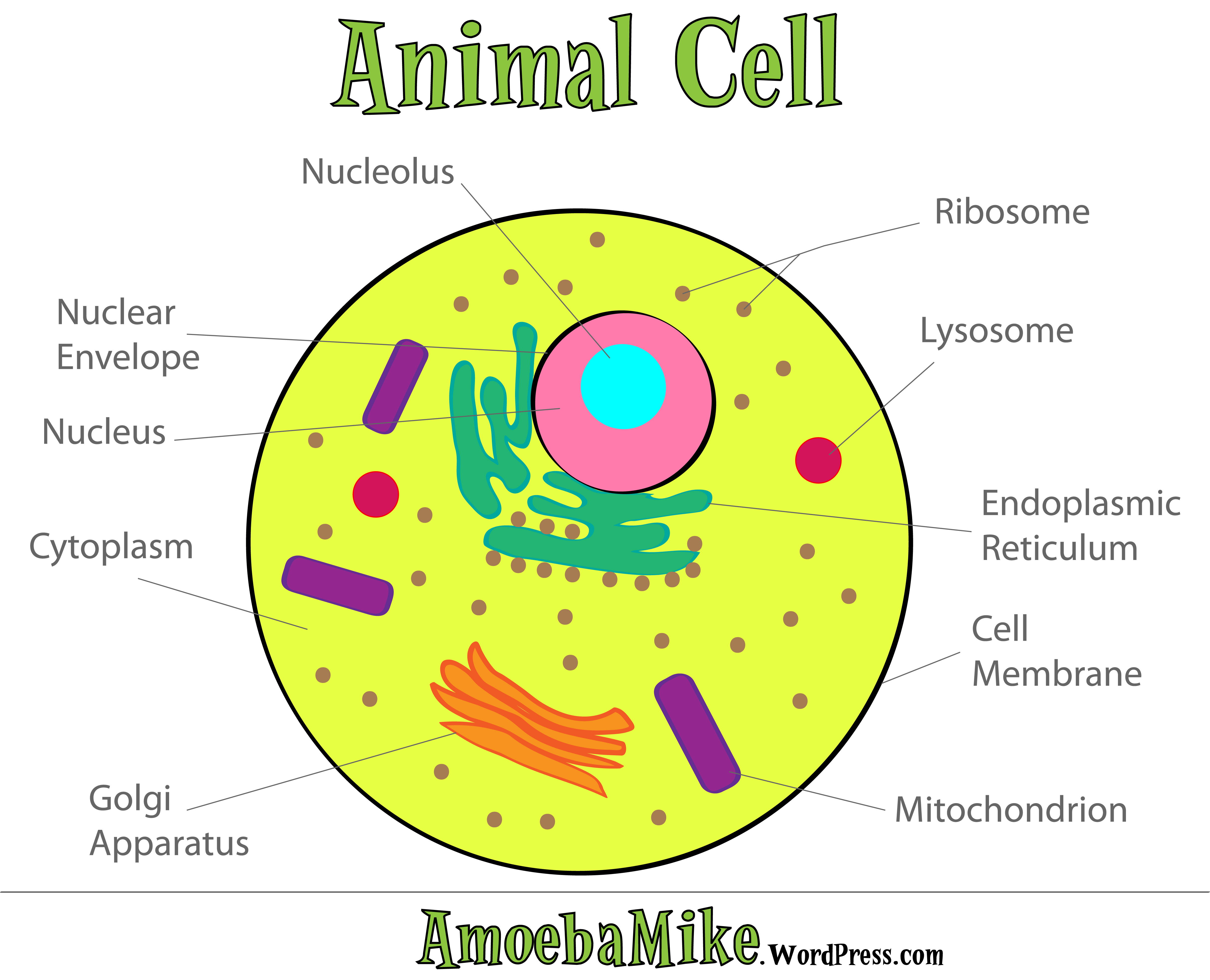 Animal Cell Diagram The Cell Amoebamike