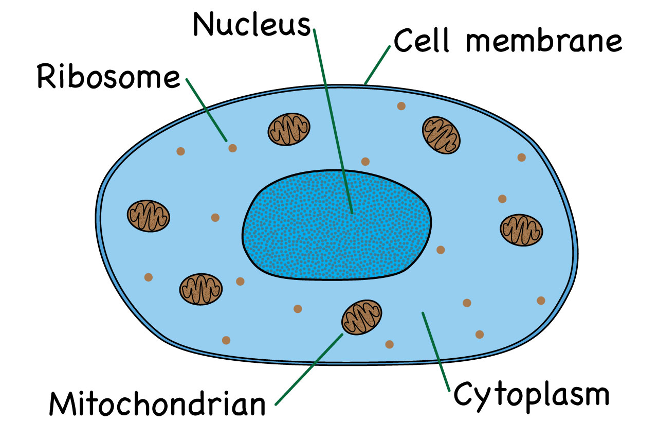 Animal Cell Diagram What Is An Animal Cell Facts Pictures Info For Kids Students