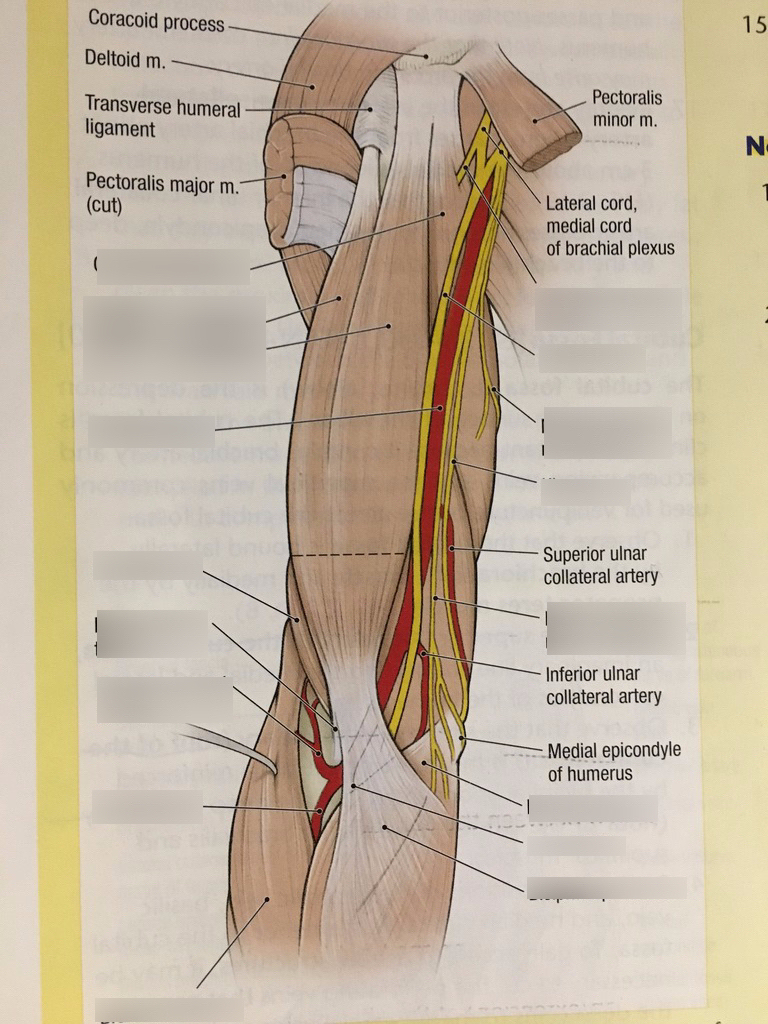 Arm Muscle Diagram Anterior Compartments Of The Arm Muscles Diagram Quizlet