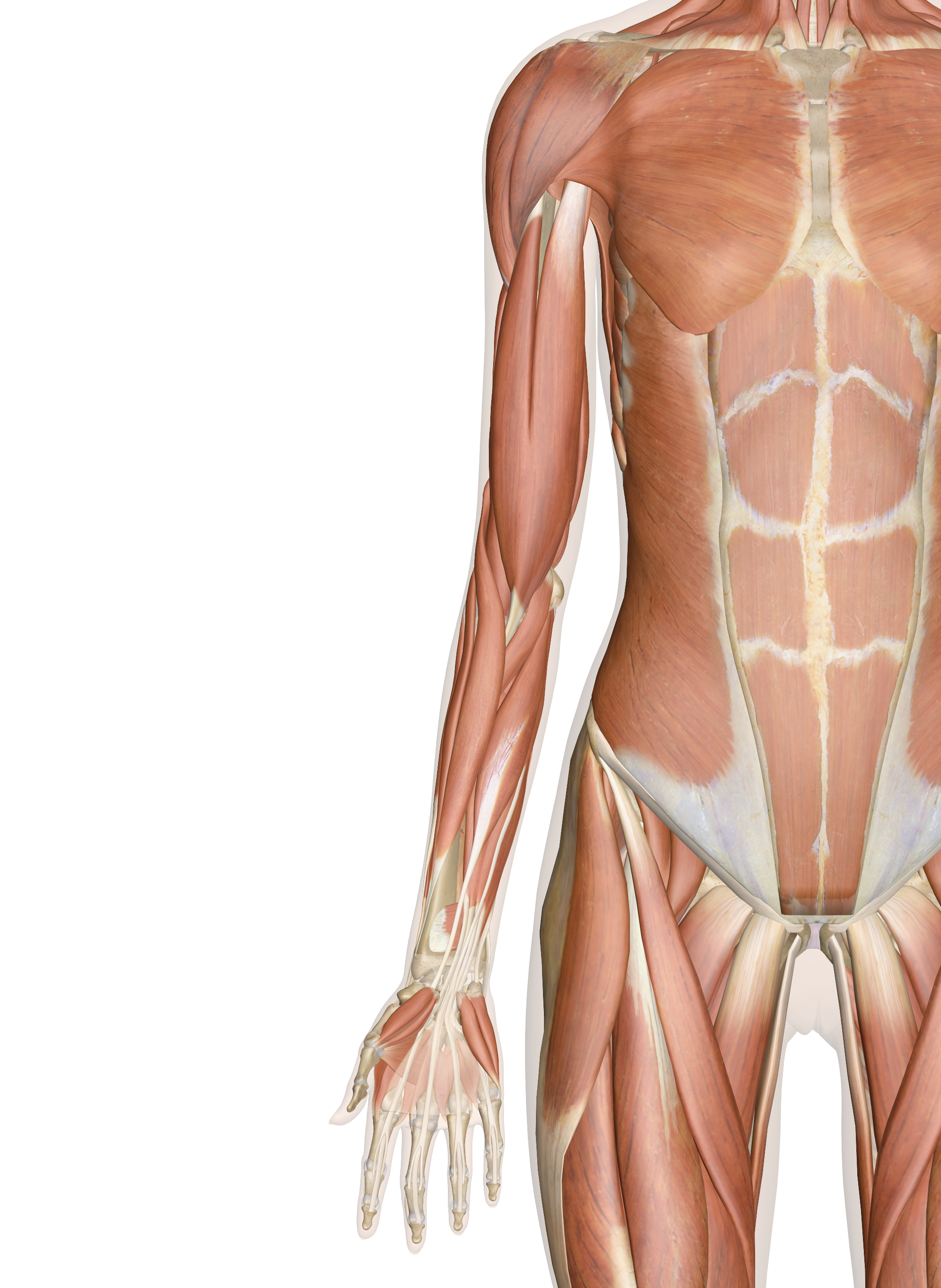 Arm Muscle Diagram Arm Muscle Anatomy Diagram Wiring Diagram Post