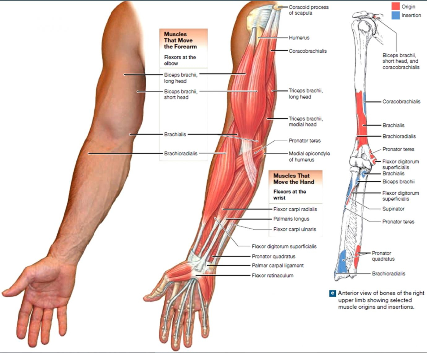 Arm Muscle Diagram Arm Muscle Anatomy Diagram Wiring Diagrams Home