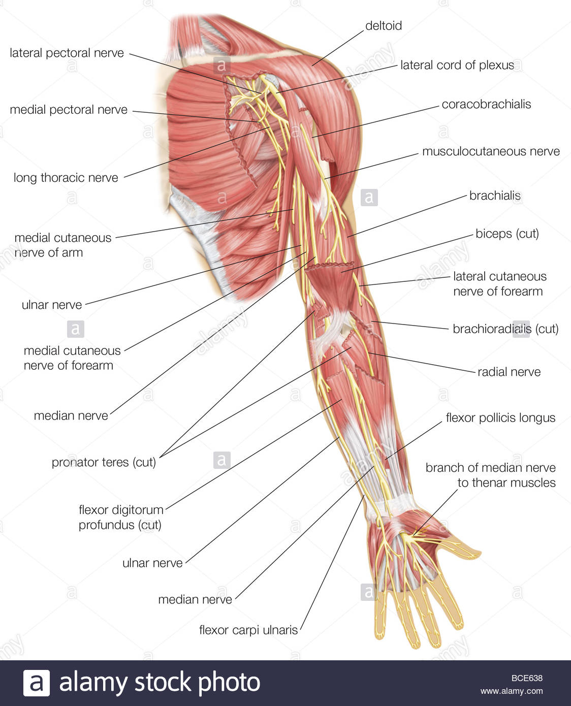 Arm Muscle Diagram Arm Muscle Diagram Gallery Upper Arm Muscle Diagram Anatomy