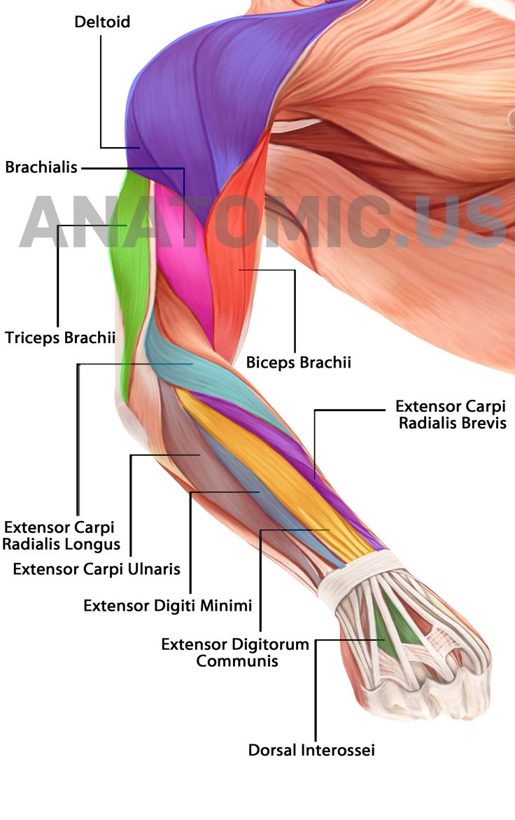 Arm Muscle Diagram Arm Muscle Diagram Labeled World Of Reference