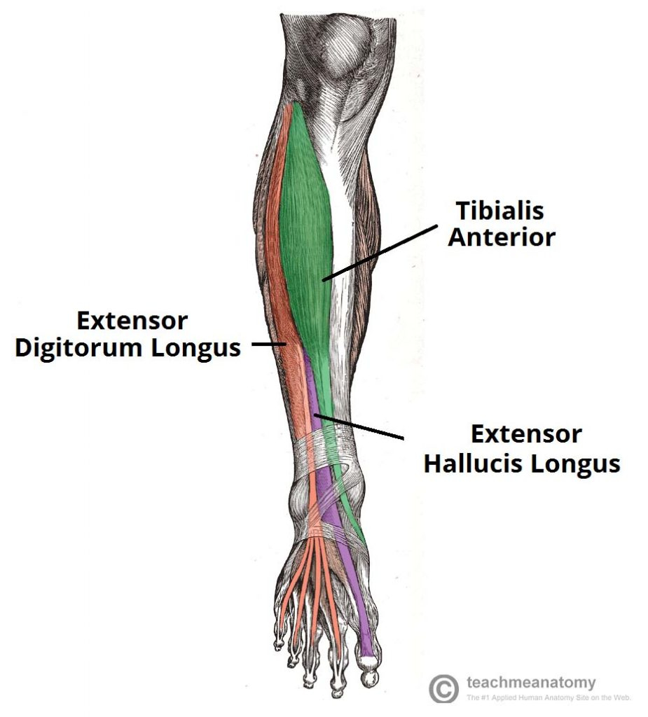 Arm Muscle Diagram Arm Muscle Groups Diagram Awesome Muscles Of The Anterior Leg