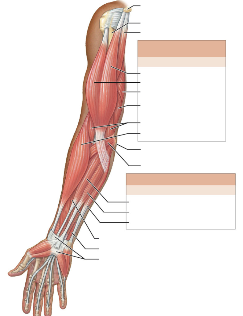 Arm Muscle Diagram Arm Muscles Anterior Diagram Quizlet