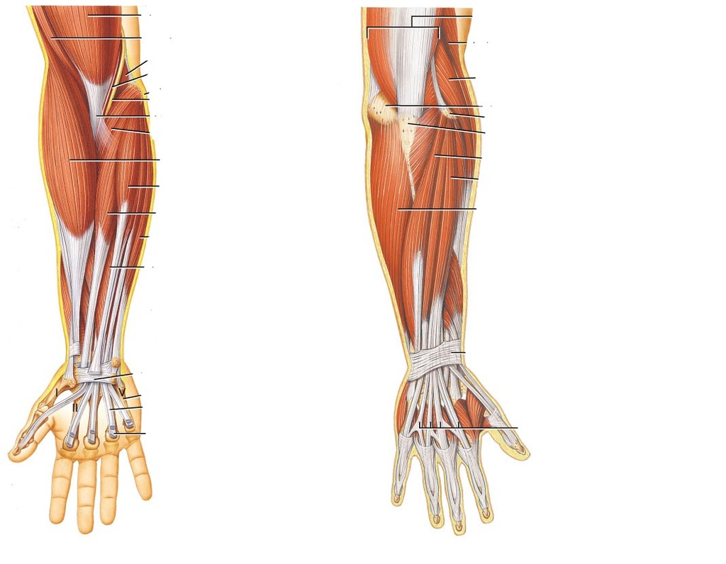Arm Muscle Diagram Arm Muscles Diagram Quizlet