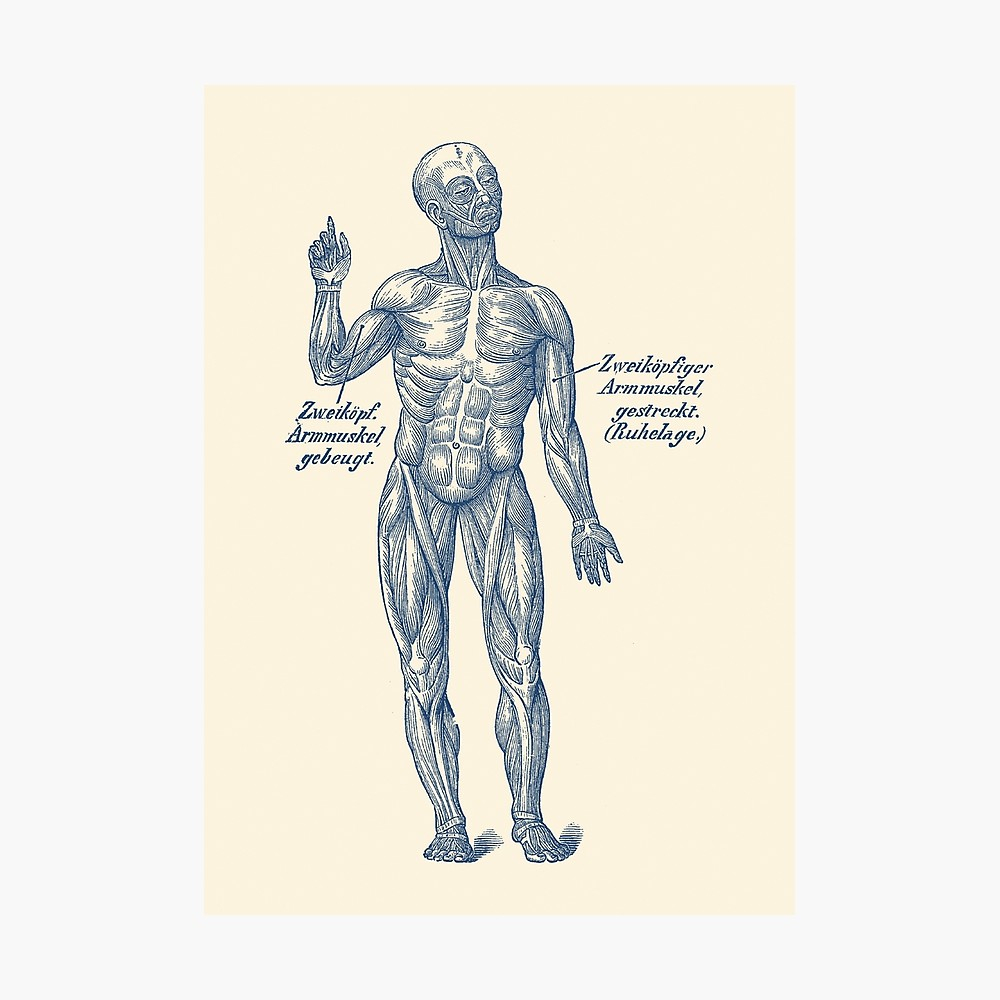Arm Muscle Diagram Arm Muscular System German Diagram Photographic Print