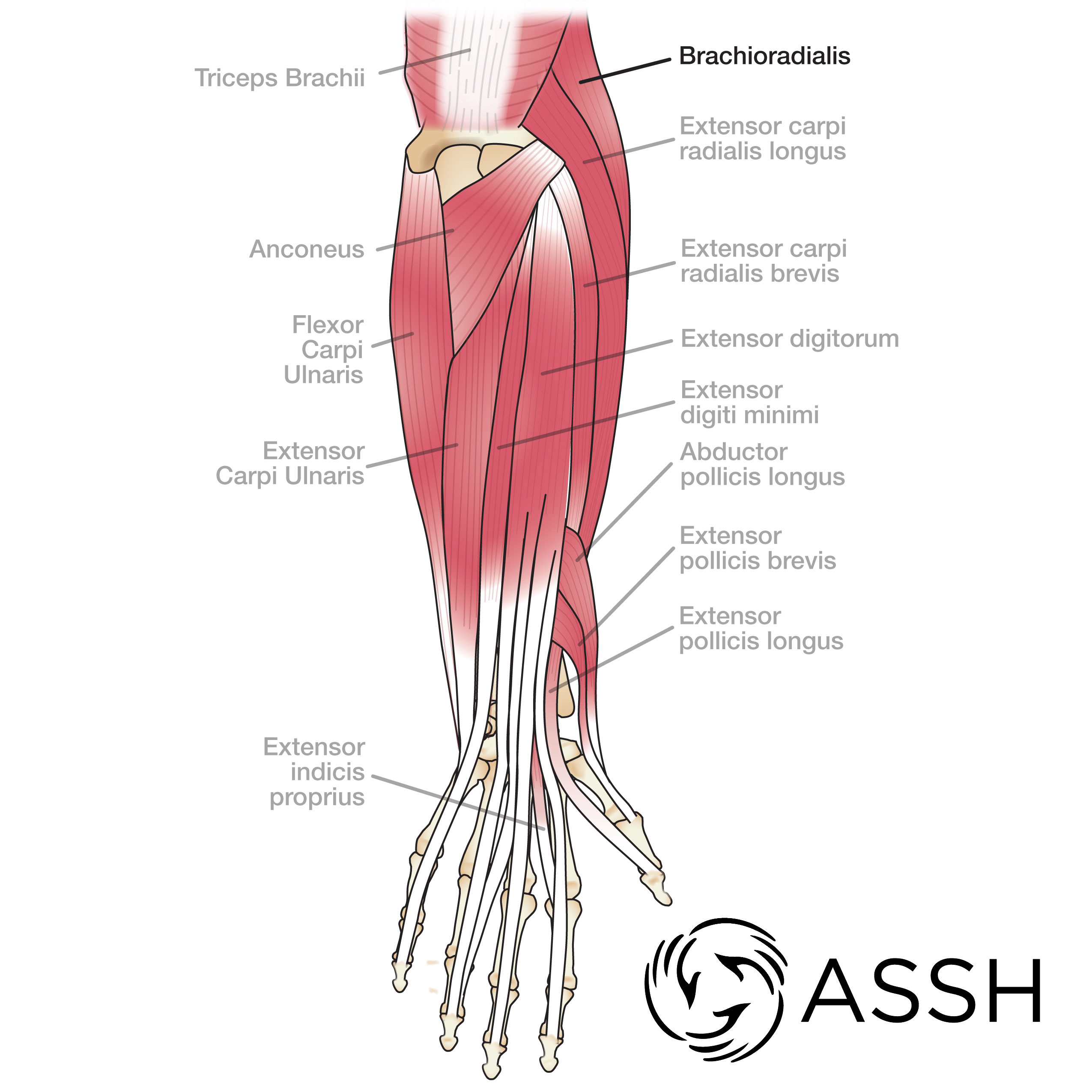 Arm Muscle Diagram Arm Tendon Diagram Today Diagram Database