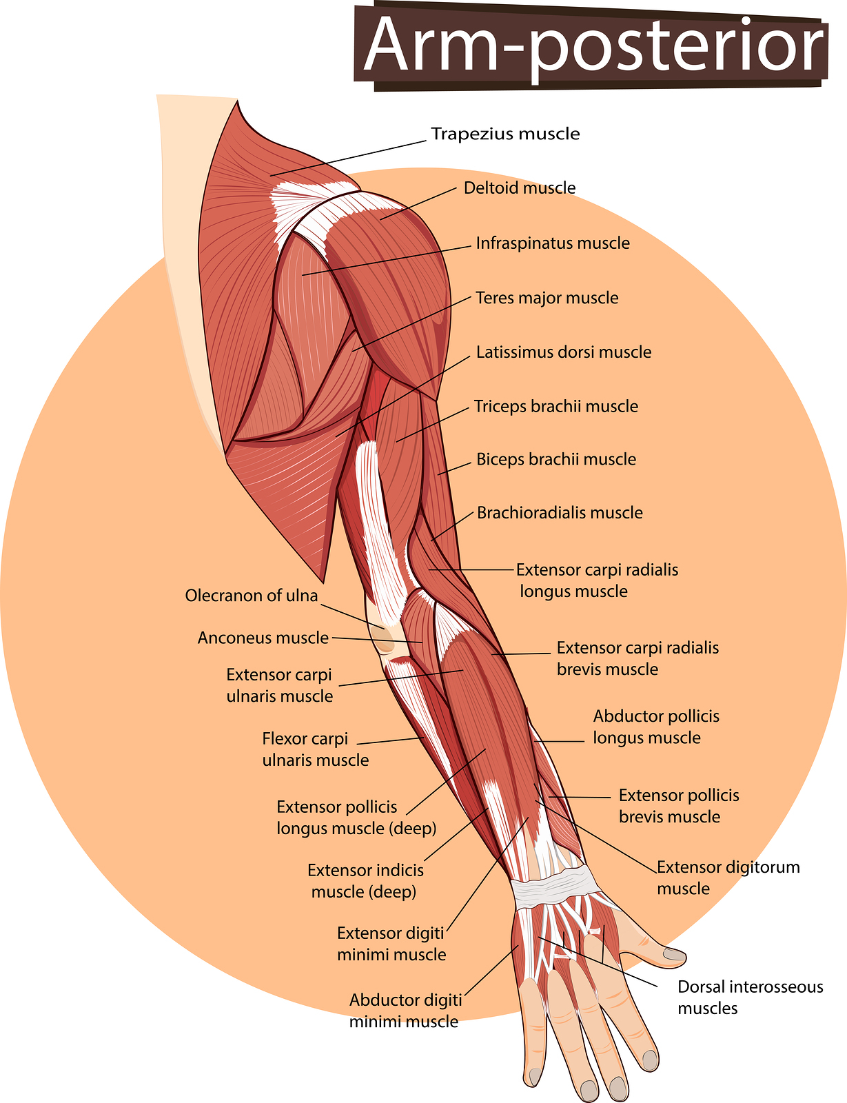Arm Muscle Diagram Bent Elbow Forearm Muscle Diagram Wiring Diagram Review