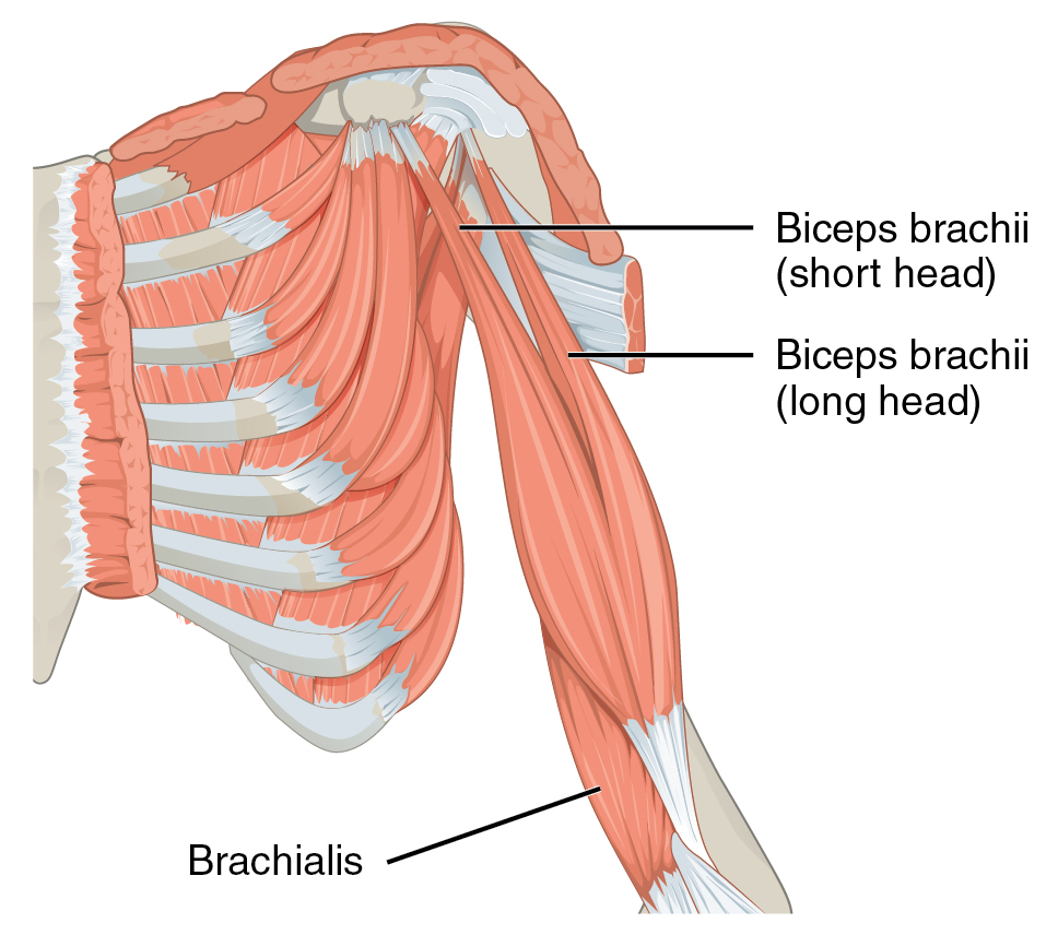 Arm Muscle Diagram Biceps Wikipedia