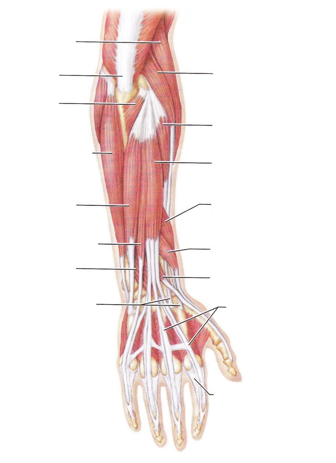 Arm Muscle Diagram Blank Arm Diagram Preview Wiring Diagram