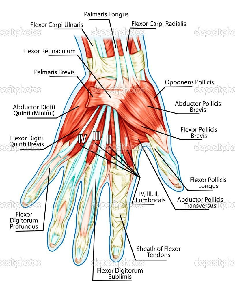Arm Muscle Diagram Construction Of The Hand 3 Fig 2 Muscle Of The Fore Arm 4