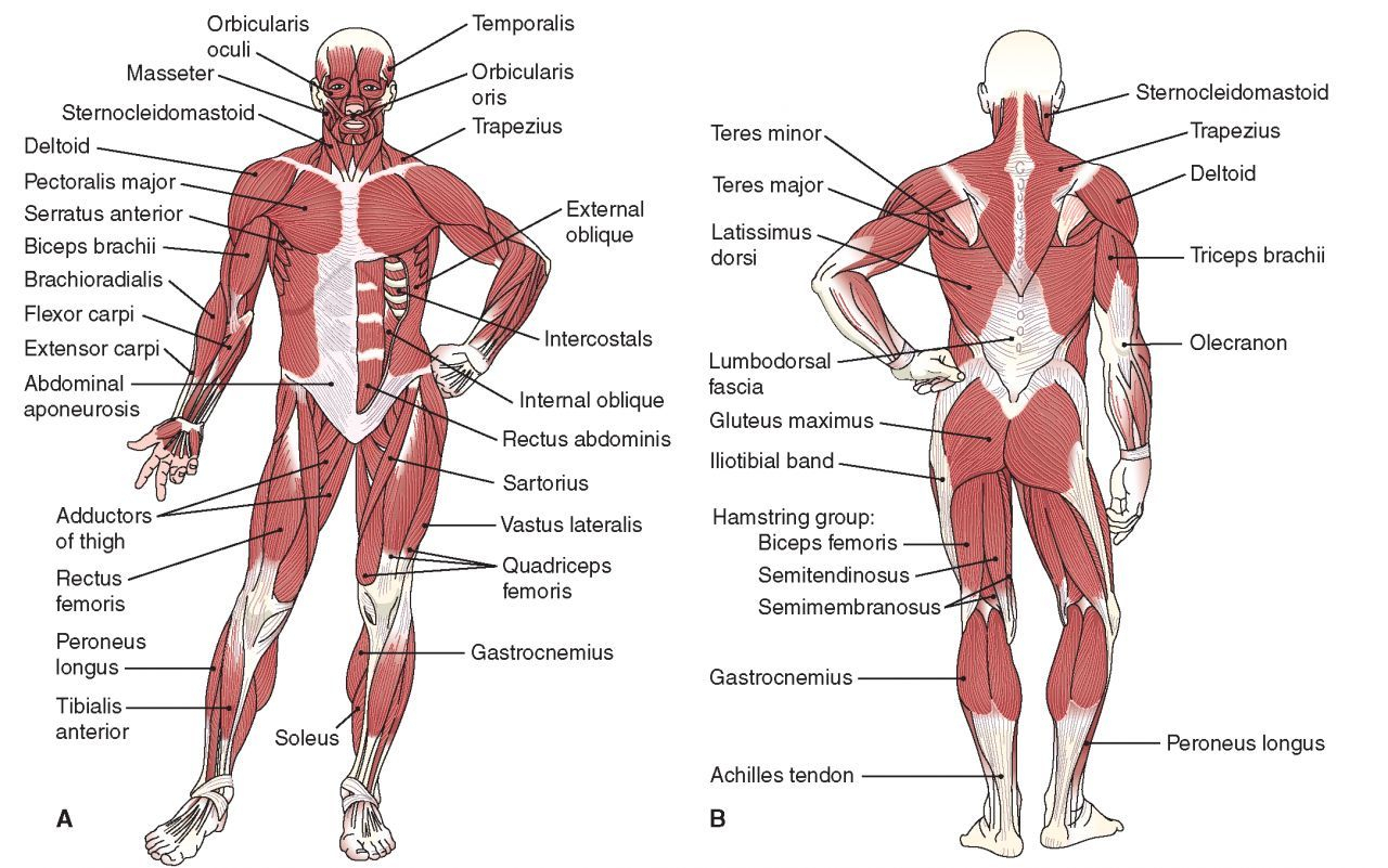 Arm Muscle Diagram Diagram Of The Muscular System Labeled Inspirational Human Skeletal