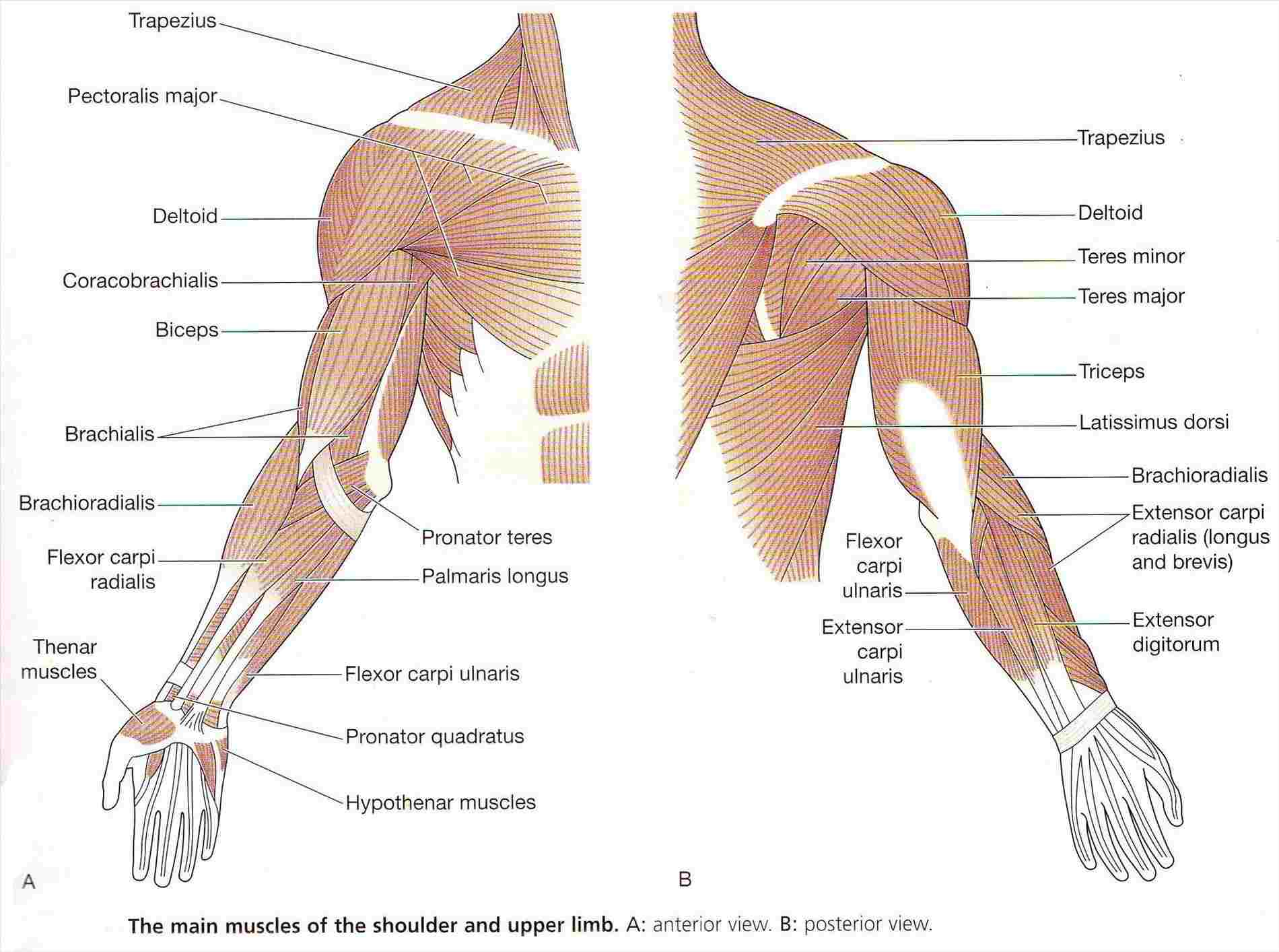 Arm Muscle Diagram Human Anatomy Muscle Arm Labeled Diagram Of Anatomy